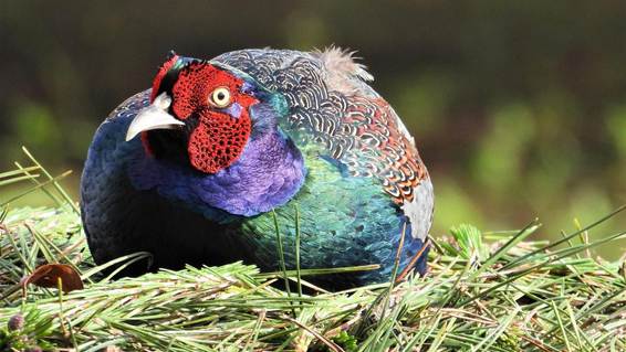 草の上にいる鳥

AI 生成コンテンツは誤りを含む可能性があります。