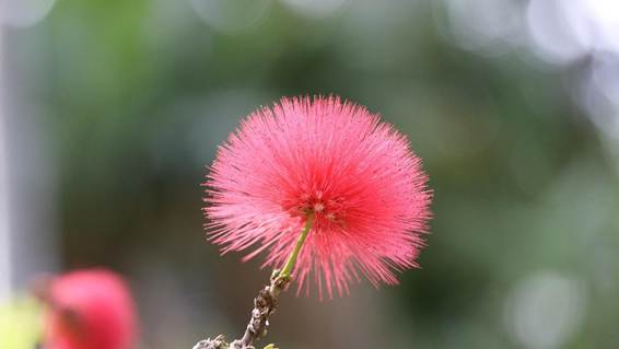 花が咲いている植物

AI 生成コンテンツは誤りを含む可能性があります。