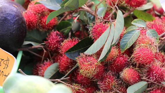 花が咲いている植物

AI 生成コンテンツは誤りを含む可能性があります。