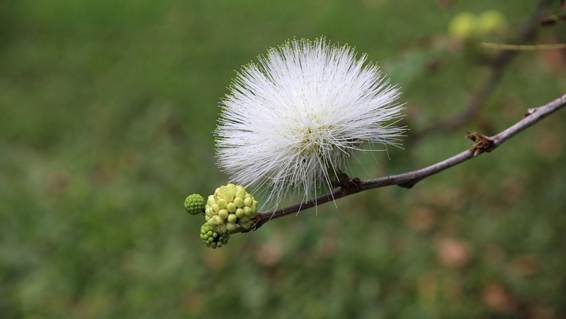 花が咲いている植物

AI 生成コンテンツは誤りを含む可能性があります。