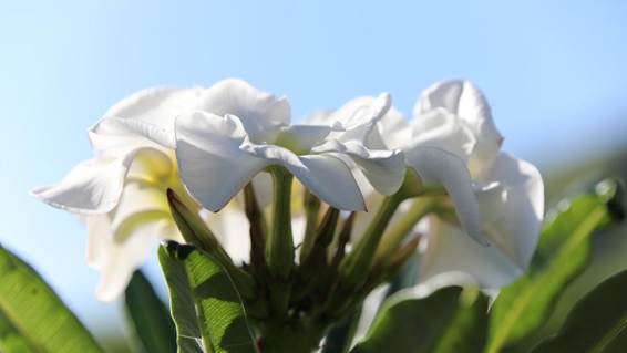 白い花が咲いている植物

AI 生成コンテンツは誤りを含む可能性があります。