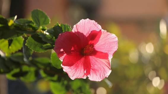 ピンクの花が咲いている

AI 生成コンテンツは誤りを含む可能性があります。