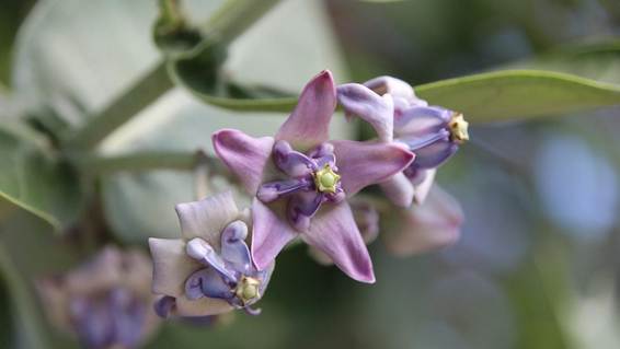 花が咲いている植物

AI 生成コンテンツは誤りを含む可能性があります。