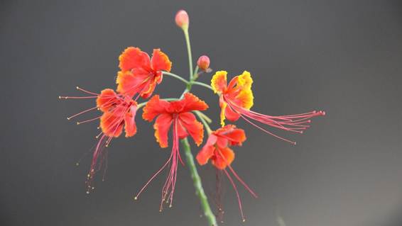 花の絵

AI 生成コンテンツは誤りを含む可能性があります。
