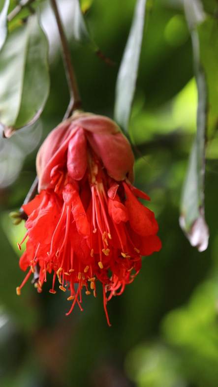 花が咲いている植物

AI 生成コンテンツは誤りを含む可能性があります。