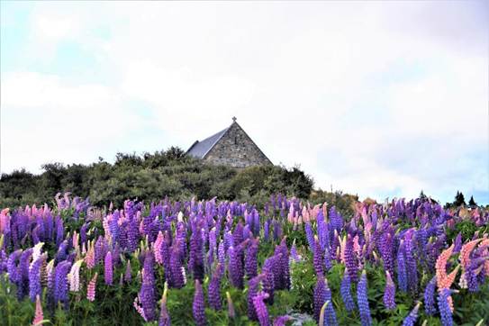 屋外, 草, 紫, フィールド が含まれている画像

AI 生成コンテンツは誤りを含む可能性があります。