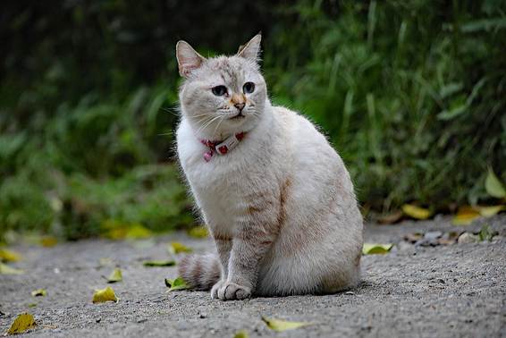 草の上にいる猫

AI 生成コンテンツは誤りを含む可能性があります。