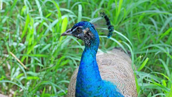 草の上にいる鳥

AI 生成コンテンツは誤りを含む可能性があります。