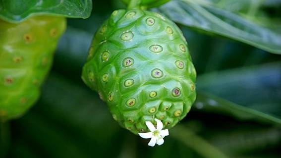花が咲いている植物

AI 生成コンテンツは誤りを含む可能性があります。