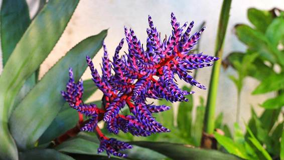 花が咲いている植物

AI 生成コンテンツは誤りを含む可能性があります。