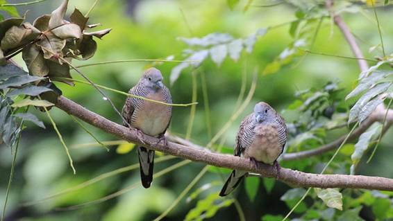 木の枝に止まっている鳥

AI 生成コンテンツは誤りを含む可能性があります。