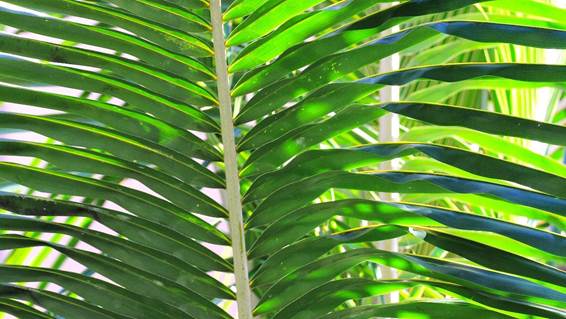 緑の葉の植物

AI 生成コンテンツは誤りを含む可能性があります。