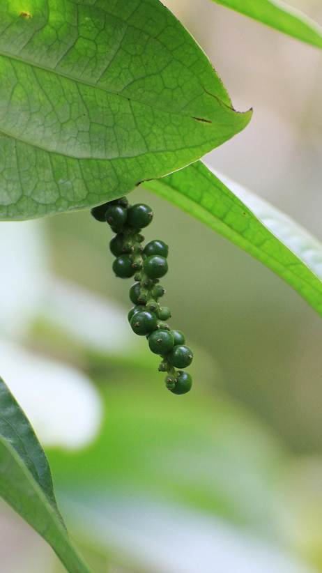 花が咲いている植物

AI 生成コンテンツは誤りを含む可能性があります。
