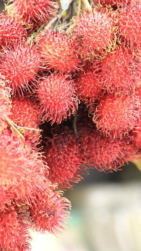 ピンクの花が咲いている植物

AI 生成コンテンツは誤りを含む可能性があります。
