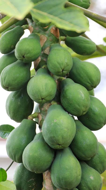 フルーツと野菜

AI 生成コンテンツは誤りを含む可能性があります。