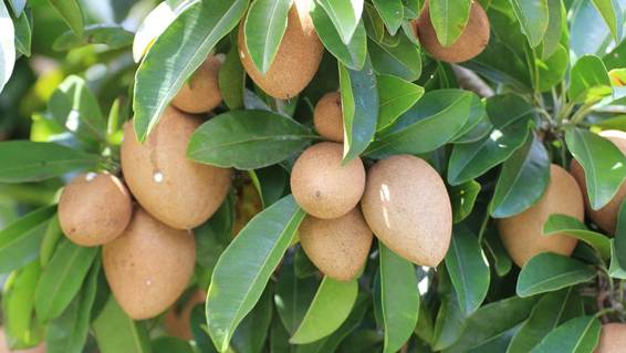 植物の葉

AI 生成コンテンツは誤りを含む可能性があります。
