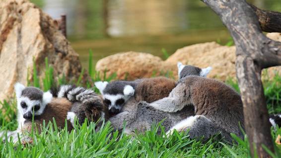 草の上にいるレッサーパンダ

AI 生成コンテンツは誤りを含む可能性があります。
