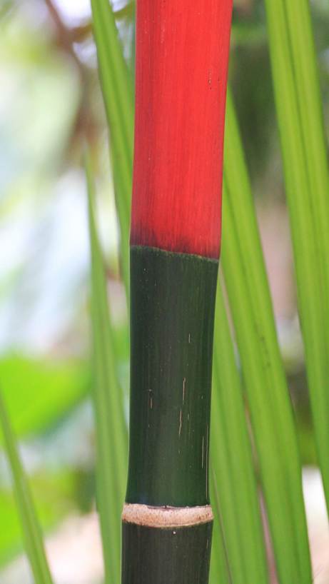 花が咲いている植物

AI 生成コンテンツは誤りを含む可能性があります。