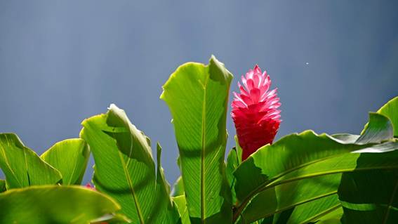 花が咲いている植物

AI 生成コンテンツは誤りを含む可能性があります。