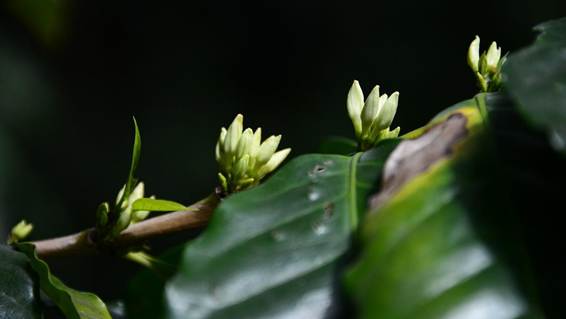 花が咲いている植物

AI 生成コンテンツは誤りを含む可能性があります。