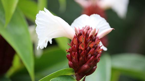 花が咲いている

AI 生成コンテンツは誤りを含む可能性があります。