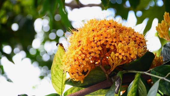花が咲いている植物

AI 生成コンテンツは誤りを含む可能性があります。