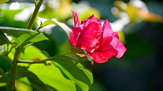 花が咲いた枝

AI 生成コンテンツは誤りを含む可能性があります。