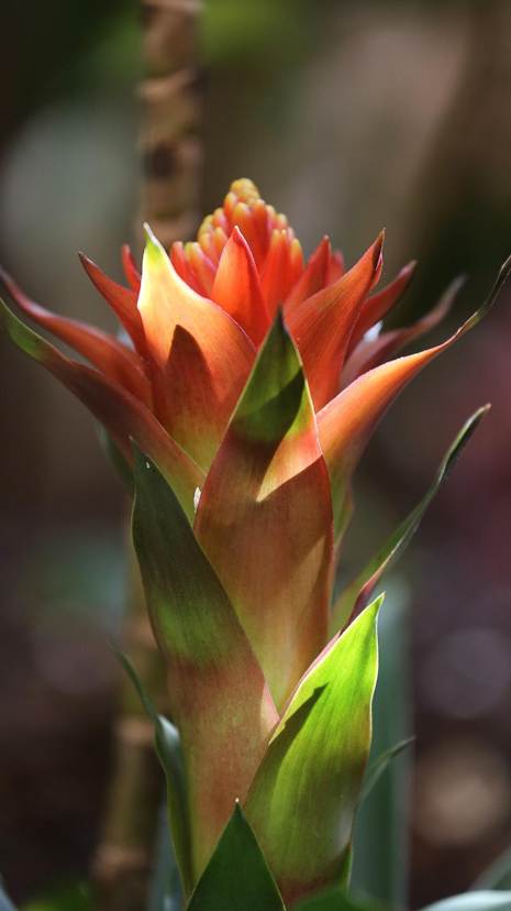 花が咲いている植物

AI 生成コンテンツは誤りを含む可能性があります。