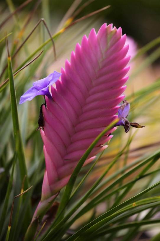 花が咲いている植物

AI 生成コンテンツは誤りを含む可能性があります。
