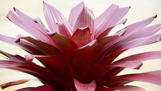 花の絵

AI 生成コンテンツは誤りを含む可能性があります。