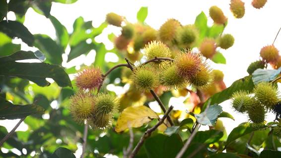 花が咲いている植物

AI 生成コンテンツは誤りを含む可能性があります。