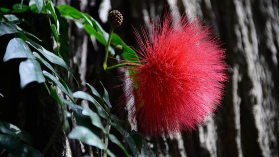 オレンジ色の花が咲いている植物

AI 生成コンテンツは誤りを含む可能性があります。