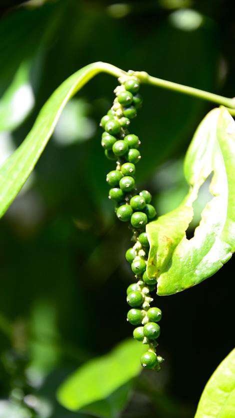 花が咲いている植物

AI 生成コンテンツは誤りを含む可能性があります。