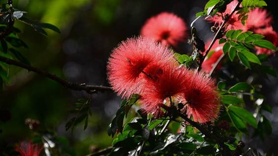 ピンクの花が咲いている植物

AI 生成コンテンツは誤りを含む可能性があります。