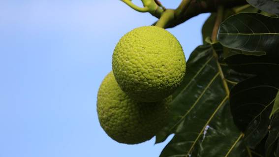 花が咲いている植物

AI 生成コンテンツは誤りを含む可能性があります。