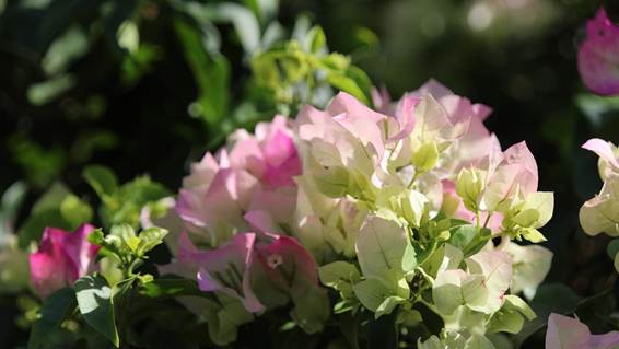 ピンクの花

AI 生成コンテンツは誤りを含む可能性があります。