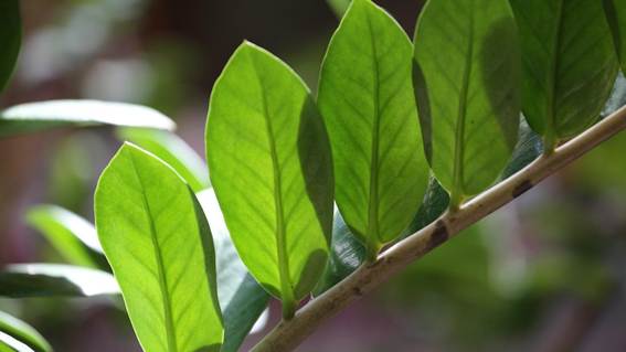 花が咲いている植物

AI 生成コンテンツは誤りを含む可能性があります。