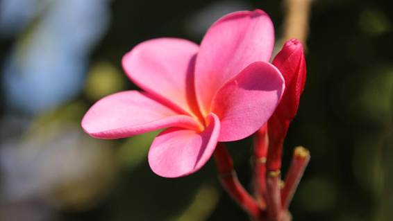 花が咲いている

AI 生成コンテンツは誤りを含む可能性があります。