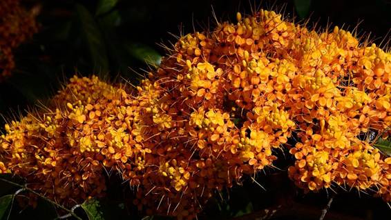 花が咲いている植物

AI 生成コンテンツは誤りを含む可能性があります。