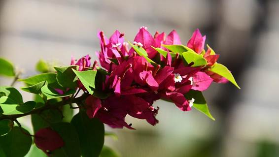 花が咲いている

AI 生成コンテンツは誤りを含む可能性があります。