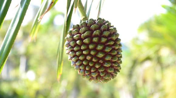 木の枝で植えている植物

AI 生成コンテンツは誤りを含む可能性があります。