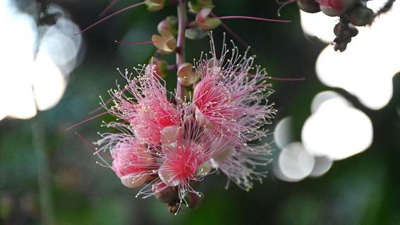 花が咲いている植物

AI 生成コンテンツは誤りを含む可能性があります。