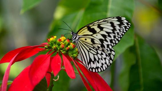 花にとまる蝶

AI 生成コンテンツは誤りを含む可能性があります。