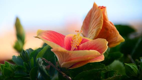 オレンジ色の花

AI 生成コンテンツは誤りを含む可能性があります。