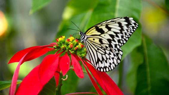 花にとまる蝶

AI 生成コンテンツは誤りを含む可能性があります。