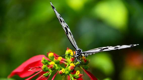 花が咲いている植物

AI 生成コンテンツは誤りを含む可能性があります。