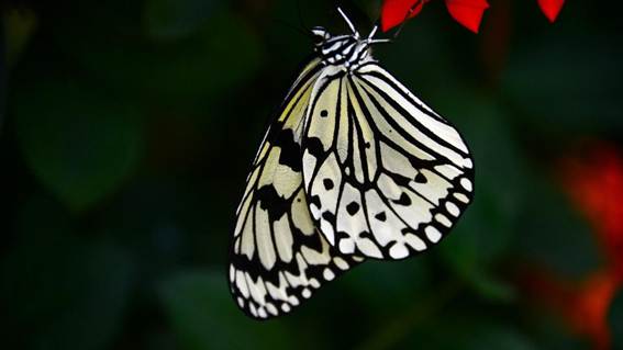 花にとまる蝶

AI 生成コンテンツは誤りを含む可能性があります。