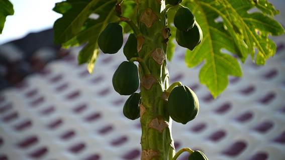 木の枝

AI 生成コンテンツは誤りを含む可能性があります。