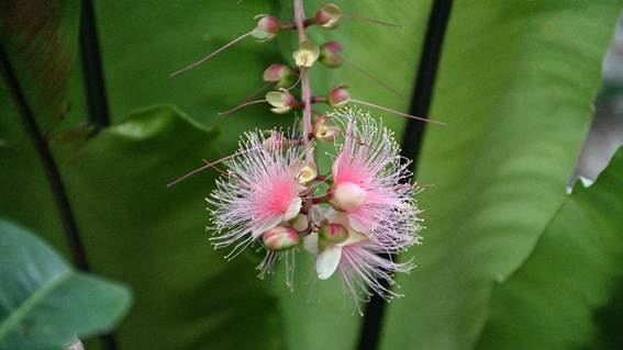 花が咲いている植物

AI 生成コンテンツは誤りを含む可能性があります。