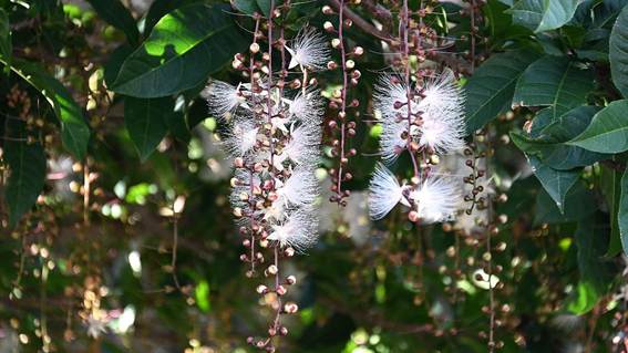 花が咲いた枝

AI 生成コンテンツは誤りを含む可能性があります。